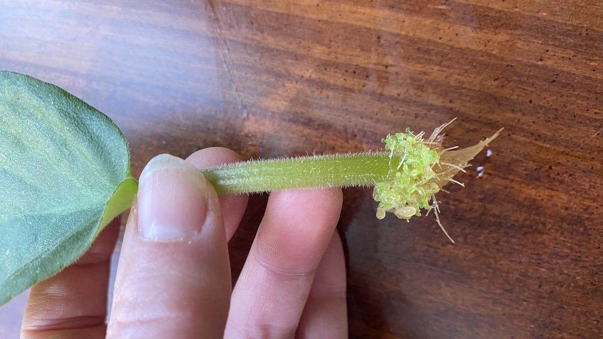 Master African Violet Propagation: Humidity & Light Secrets